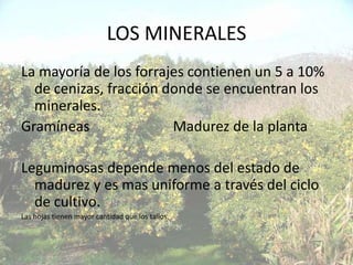 LOS MINERALES
La mayoría de los forrajes contienen un 5 a 10%
  de cenizas, fracción donde se encuentran los
  minerales.
Gramíneas               Madurez de la planta

Leguminosas depende menos del estado de
  madurez y es mas uniforme a través del ciclo
  de cultivo.
Las hojas tienen mayor cantidad que los tallos.
 