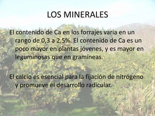 LOS MINERALES
El contenido de Ca en los forrajes varia en un
   rango de 0,3 a 2,5%. El contenido de Ca es un
   poco mayor en plantas jóvenes, y es mayor en
   leguminosas que en gramíneas.

El calcio es esencial para la fijación de nitrógeno
   y promueve el desarrollo radicular.
 