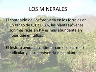LOS MINERALES
El contenido de Fósforo varia en los forrajes en
   un rango de 0,1 a 0,5%, las plantas jóvenes
   son mas ricas en P y es mas abundante en
   hojas que en tallos.

El fósforo ayuda a continuar con el desarrollo
   radicular y la supervivencia de la planta.
 
