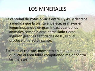 LOS MINERALES
La cantidad de Potasio varia entre 1 y 4% y decrece
  a medida que la planta envejece, es mayor en
  leguminosas que en gramineas, cuando los
  animales comen hierba demasiado tierna,
  ingieren grandes cantidades de K , el cual
  produce un efecto laxante.

Estimula el rebrote, momento en el que puede
  duplicar el área foliar compitiendo mejor contra
  las malezas.
 