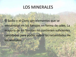LOS MINERALES

El Sodio y el Cloro son elementos que se
encuentran en los forrajes en forma de sales. La
mayoría de los forrajes no contienen suficientes
cantidades para poder cubrir las necesidades de
los animales.
 