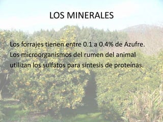 LOS MINERALES

Los forrajes tienen entre 0.1 a 0.4% de Azufre.
Los microorganismos del rumen del animal
utilizan los sulfatos para síntesis de proteínas.
 