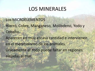 LOS MINERALES
Los MICROELEMENTOS
Hierro, Cobre, Manganeso, Molibdeno, Yodo y
Cobalto.
Aparecen en muy escasa cantidad e intervienen
en el metabolismo de los animales.
Únicamente el Yodo puede faltar en regiones
alejadas al mar.
 