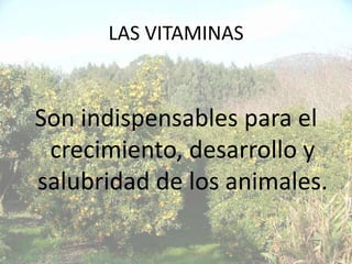 LAS VITAMINAS



Son indispensables para el
 crecimiento, desarrollo y
salubridad de los animales.
 