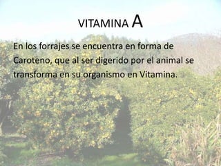 VITAMINA      A
En los forrajes se encuentra en forma de
Caroteno, que al ser digerido por el animal se
transforma en su organismo en Vitamina.
 