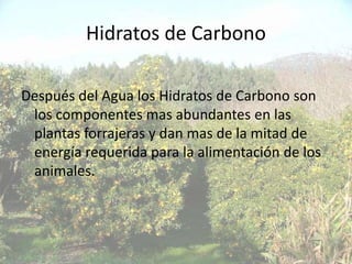 Hidratos de Carbono

Después del Agua los Hidratos de Carbono son
 los componentes mas abundantes en las
 plantas forrajeras y dan mas de la mitad de
 energía requerida para la alimentación de los
 animales.
 