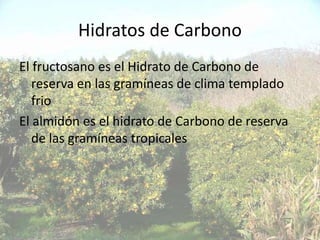 Hidratos de Carbono
El fructosano es el Hidrato de Carbono de
   reserva en las gramíneas de clima templado
   frio
El almidón es el hidrato de Carbono de reserva
   de las gramíneas tropicales
 
