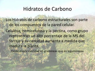 Hidratos de Carbono
Los Hidratos de carbono estructurales son parte
  de los compuestos de la pared celular.
Celulosa, hemicelulosa y la pectina, como grupo
  representan un alto porcentaje de la MS del
  forraje y su cantidad aumenta a medida que
  madura la planta.
   Existe mayor cantidad en gramineas que en leguminosas
 