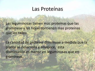 Las Proteínas

Las leguminosas tienen mas proteínas que las
gramíneas y las hojas contienen mas proteínas
que los tallos.

La cantidad de proteína disminuye a medida que la
planta se desarrolla y envejece, esta
disminución es menor en leguminosas que en
gramíneas.
 