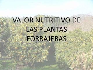 VALOR NUTRITIVO DE
   LAS PLANTAS
   FORRAJERAS
 