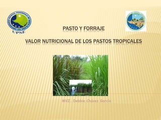 PASTO Y FORRAJE
VALOR NUTRICIONAL DE LOS PASTOS TROPICALES
MVZ. Debbie Chávez García
 