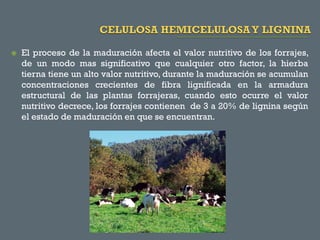 

El proceso de la maduración afecta el valor nutritivo de los forrajes,
de un modo mas significativo que cualquier otro factor, la hierba
tierna tiene un alto valor nutritivo, durante la maduración se acumulan
concentraciones crecientes de fibra lignificada en la armadura
estructural de las plantas forrajeras, cuando esto ocurre el valor
nutritivo decrece, los forrajes contienen de 3 a 20% de lignina según
el estado de maduración en que se encuentran.

 