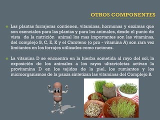 



Las plantas forrajeras contienen, vitaminas, hormonas y enzimas que
son esenciales para las plantas y para los animales, desde el punto de
vista de la nutrición animal los mas importantes son las vitaminas,
del complejo B, C, E, K y el Caroteno (o pro - vitamina A) son rara vez
limitantes en los forrajes utilizados como raciones.
La vitamina D se encuentra en la hierba sometida al rayo del sol, la
exposición de los animales a los rayos ultravioletas activan la
provitamina D en los tejidos de la piel, los rumiantes y los
microorganismos de la panza sintetizan las vitaminas del Complejo B.

 