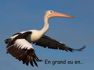 En grand ou en…
and the Tennessee Waltz
 