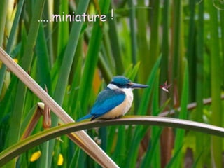 …..miniature !




 to the Tennessee Waltz
 