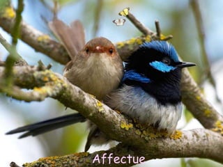 Affectue
Yes, I lost my little darling
 