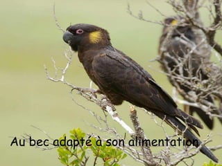 Au bec adapté à son alimentation
  the night they were playing
 