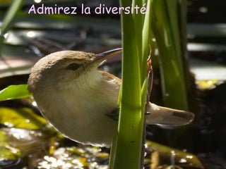 Admirez la diversité!
I was dancing with my darling
 