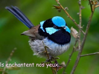 ls enchantent nos yeux…
 Now I know just how much I have lost
 