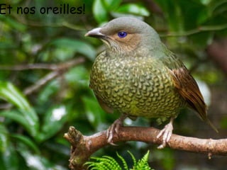 Et nos oreilles!




 When an old friend I happened to see
 