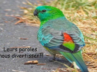 Leurs paroles
nous divertissent!
    to the Tennessee Waltz
 