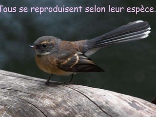 Tous se reproduisent selon leur espèce…




 My friend stole my sweetheart from me
 