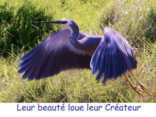 Leur beauté loue leur Créateur
 