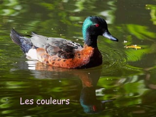 Les couleurs
 
