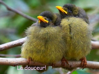 La douceur!
And while they were dancing
 