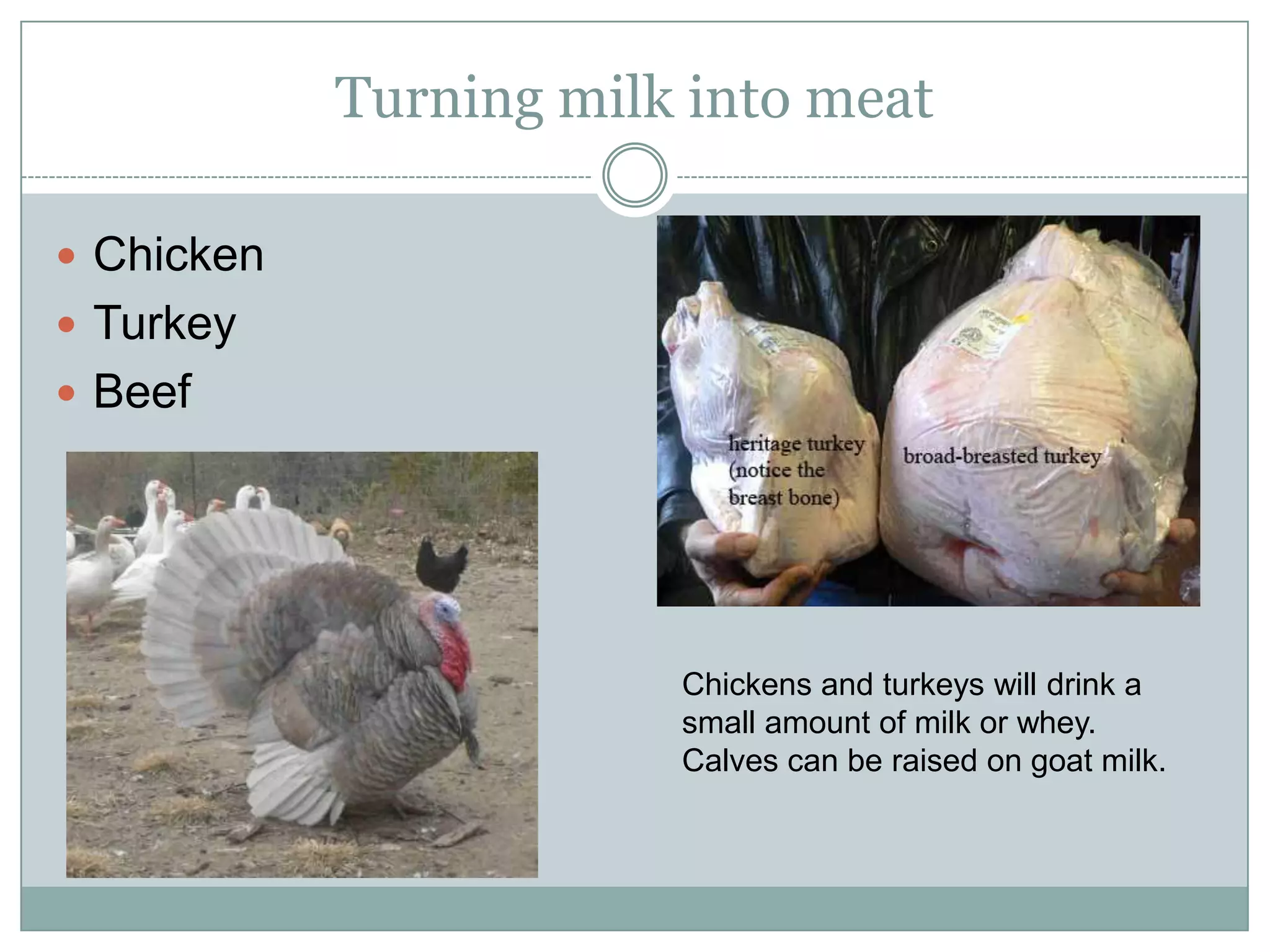 Turning milk into meat
Chicken
Turkey
Beef

Chickens and turkeys will drink a
small amount of milk or whey.
Calves can be raised on goat milk.

 