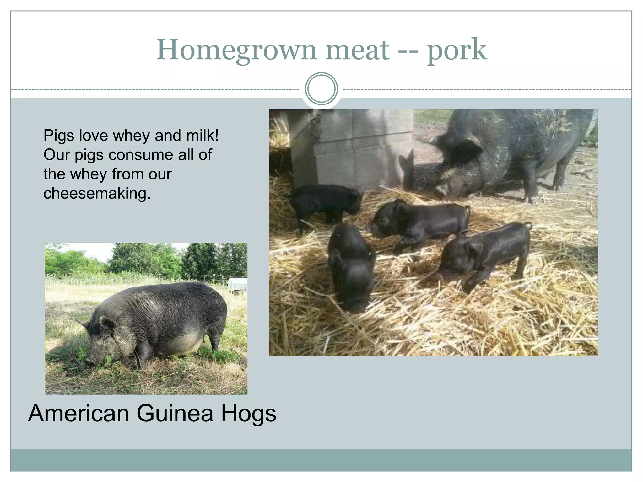 Homegrown meat -- pork
Pigs love whey and milk!
Our pigs consume all of
the whey from our
cheesemaking.

American Guinea Hogs

 