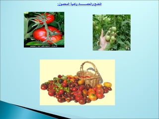 :‫المحصول‬ ‫وكمية‬ ‫والحصــــــــاد‬ ‫النضج‬
 