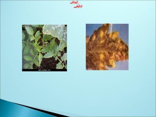 ‫البياض‬
‫الدقيقي‬.
 