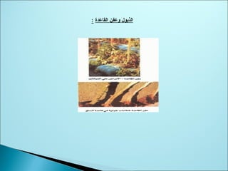 ‫القاعدة‬ ‫وعفن‬ ‫الذبول‬:
 