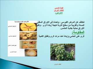 ‫الشمس‬ ‫لفحة‬
‫الوراق‬ ‫التفاف‬
:‫العراض‬
‫السفلى‬ ‫الوراق‬ ‫في‬ ‫وتحدث‬ ، ‫الفيرسى‬ ‫المرض‬ ‫عن‬ ‫تختلف‬
‫وتكون‬ ، ‫الرى‬ ‫زيادة‬ ‫نتيجة‬ ‫التربة‬ ‫سطح‬ ‫من‬ ‫والقريبة‬ ‫المسنة‬
‫الملمس‬ ‫جلدية‬ ‫صلبة‬ ‫الوراق‬.
:‫المقاومة‬
‫الكمية‬ ‫وتقليل‬ ‫الرى‬ ‫مرات‬ ‫عدد‬ ‫وزيادة‬ ‫الحامى‬ ‫على‬ ‫الرى‬.
‫الوراق‬ ‫التفاف‬
 