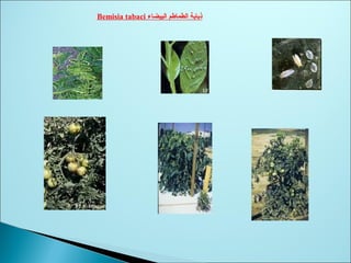 ‫البيضاء‬ ‫الطماطم‬ ‫ذبابة‬Bemisia tabaci
 
