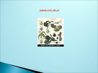 (‫النبات‬ ‫)قمل‬ ‫المن‬Aphods
 