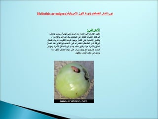 ‫المريكية‬ ‫اللوز‬ ‫)دودة‬ ‫الطماطم‬ ‫ثمار‬ ‫دورة‬)Heliothis ar-migera
:‫العراض‬
‫وتتلف‬ ‫سبتمبر‬ ‫نهاية‬ ‫حتى‬ ‫ابريل‬ ‫من‬ ‫الفترة‬ ‫في‬ ‫الصابة‬ ‫تظهر‬
، ‫والزهار‬ ‫البراعم‬ ‫مثل‬ ‫النباتات‬ ‫في‬ ‫التكاثر‬ ‫اعضاء‬ ‫اليرقات‬
‫وتفضل‬ ‫دائرية‬ ‫الثقوب‬ ‫فوهة‬ ‫بوجود‬ ‫الثمار‬ ‫على‬ ‫الصابة‬ ‫وتتميز‬
‫اتصال‬ ‫عند‬ ‫وتتغذى‬ ‫الناضجة‬ ‫غير‬ ‫الخضراء‬ ‫الطماطم‬ ‫ثمار‬ ‫اليرقة‬
‫ومؤخر‬ ‫الثمرة‬ ‫داخل‬ ‫اليرقة‬ ‫جسم‬ ‫مقدم‬ ‫يظهر‬ ‫حيث‬ ‫بالثمرة‬ ‫العنق‬
‫مما‬ ‫النفق‬ ‫مدخل‬ ‫مؤهة‬ ‫على‬ ‫براز‬ ‫وجود‬ ‫مع‬ ‫خارجها‬ ‫الجسم‬
‫وتلفها‬ ‫الثمار‬ ‫تعفن‬ ‫إلى‬ ‫يؤدى‬.
 
