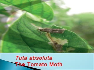 Tuta absoluta
The Tomato Moth
 