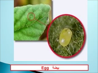 ‫بيضة‬Egg
 