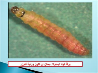 ‫اللون‬ ‫وردية‬ ‫تكون‬ ‫ان‬ ‫يمكن‬ ، ‫ابسلوتا‬ ‫توتا‬ ‫يرقة‬.
 