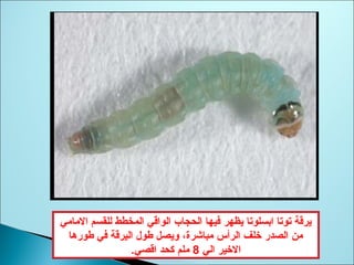 ‫المامي‬ ‫للقسم‬ ‫المخطط‬ ‫الواقي‬ ‫الحجاب‬ ‫ةفيها‬ ‫يظهر‬ ‫ابسلوتا‬ ‫توتا‬ ‫يرقة‬
‫طورمها‬ ‫ةفي‬ ‫اليرقة‬ ‫طول‬ ‫ويصل‬ ،‫مباشرة‬ ‫الرأس‬ ‫خلف‬ ‫الصدر‬ ‫من‬
‫الي‬ ‫الخير‬8.‫اقصي‬ ‫كحد‬ ‫ملم‬
 