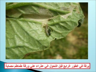 ‫مصابة‬ ‫طماطم‬ ‫ورقة‬ ‫علي‬ ‫عذراء‬ ‫الي‬ ‫التحول‬ ‫قبل‬ ‫الرابع‬ ‫الطور‬ ‫ةفي‬ ‫يرقة‬
 