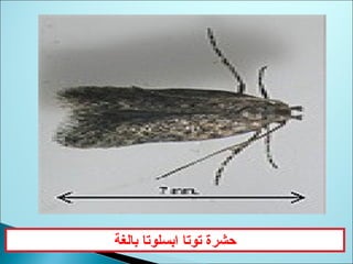 ‫بالغة‬ ‫ابسلوتا‬ ‫توتا‬ ‫حشرة‬
 