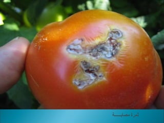 ‫مصابــــــة‬ ‫ثمرة‬
 