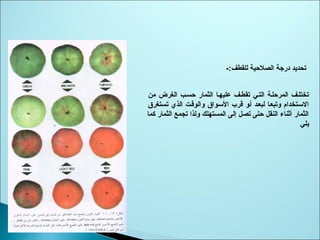 -:‫للقطف‬ ‫الصليحية‬ ‫درجة‬ ‫تحديد‬
‫ثمن‬ ‫الغرض‬ ‫يحسسب‬ ‫الثمار‬ ‫عليهسا‬ ‫تقطسف‬ ‫التسي‬ ‫المريحلسة‬ ‫تختلسف‬
‫تستغرق‬ ‫الذي‬ ‫والوقست‬ ‫الوسسواق‬ ‫قرب‬ ‫أسو‬ ‫لبعسد‬ ‫وتبعسا‬ ‫الوسستخدام‬
‫كما‬ ‫الثمار‬ ‫تجمع‬ ‫ولذا‬ ‫المستهلك‬ ‫إلى‬ ‫تصل‬ ‫يحتى‬ ‫النقل‬ ‫أثناء‬ ‫الثمار‬
‫يلي‬
 