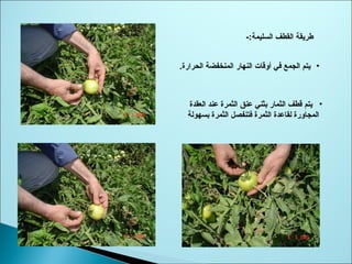 -:‫السليمة‬ ‫القطف‬ ‫طريقة‬
•.‫الحرارة‬ ‫المنخفضة‬ ‫النهار‬ ‫أوقات‬ ‫في‬ ‫الجمع‬ ‫يتم‬
•‫العقدة‬ ‫عند‬ ‫الثمرة‬ ‫عنق‬ ‫بثني‬ ‫الثمار‬ ‫قطف‬ ‫يتم‬
‫بسهولة‬ ‫الثمرة‬ ‫فتنفصل‬ ‫الثمرة‬ ‫لقاعدة‬ ‫المجاورة‬
 