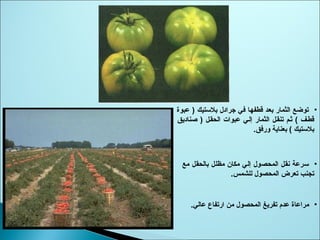 •‫عبوة‬ ) ‫بلوستيك‬ ‫جرادل‬ ‫في‬ ‫قطفها‬ ‫بعد‬ ‫الثمار‬ ‫توضع‬
‫الحقسل‬ ‫عبوات‬ ‫إلسي‬ ‫الثمار‬ ‫تنقسل‬ ‫ثسم‬ ( ‫قطسف‬)‫صناديق‬
.‫ورفق‬ ‫بعناية‬ ( ‫بلوستيك‬
•‫عالي‬ ‫ارتفاع‬ ‫ثمن‬ ‫المحصول‬ ‫تفريغ‬ ‫عدم‬ ‫ثمراعاة‬.
•‫ثمع‬ ‫بالحقل‬ ‫ثمظلل‬ ‫ثمكان‬ ‫إلي‬ ‫المحصول‬ ‫نقل‬ ‫وسرعة‬
.‫للشمس‬ ‫المحصول‬ ‫تعرض‬ ‫تجنب‬
 