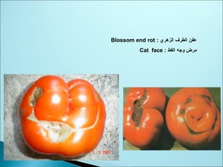 : ‫الزهري‬ ‫الطرف‬ ‫عفن‬Blossom end rot
: ‫القط‬ ‫وجه‬ ‫ثمرض‬Cat face
 