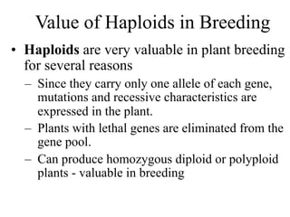 • Haploids are very valuable in plant breeding
for several reasons
– Since they carry only one allele of each gene,
mutations and recessive characteristics are
expressed in the plant.
– Plants with lethal genes are eliminated from the
gene pool.
– Can produce homozygous diploid or polyploid
plants - valuable in breeding
Value of Haploids in Breeding
 